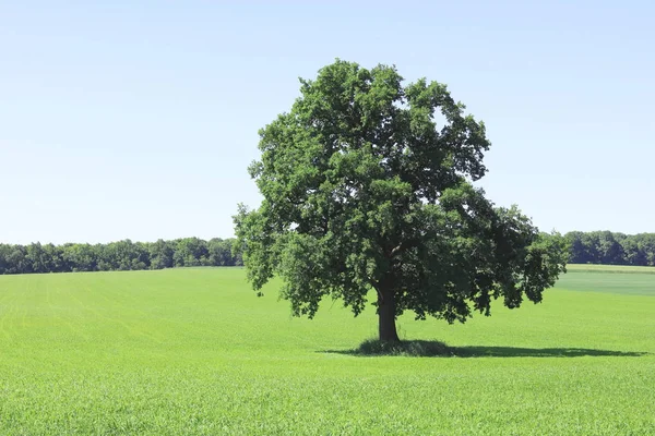 Bela Paisagem Verão Com Árvore Solitária Contra Fundo Grama Verde — Fotografia de Stock