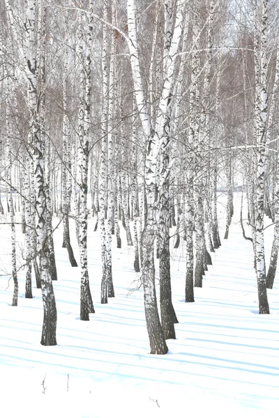 겨울에 자작나무들 사이에서 자작나무 껍질을 자작나무들 — 스톡 사진