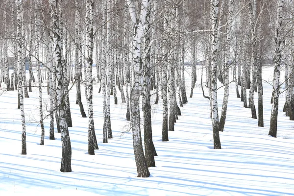 Black and white birch trees with birch bark in birch forest among other birches in winter on snow