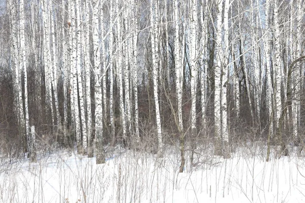 Black and white birch trees with birch bark in birch forest among other birches in winter on snow