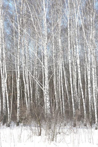 Abedules Blancos Negros Con Corteza Abedul Bosque Abedules Entre Otros — Foto de Stock