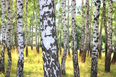 Beyaz huş ağacıyla güzel huş ağaçları huş ağacının huş ağacında, yazın yeşil huş yapraklarıyla birlikte.
