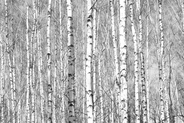 Foto Blanco Negro Con Abedules Blancos Con Corteza Abedul Abedul — Foto de Stock