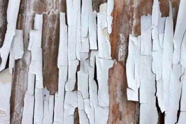 Eski ahşap arka planda eski, yanmış beyaz boya, tavan arası tarzında arka plan için ideal