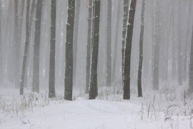 Kar kış ağaçlar üzerinde beyaz kış karla kaplı ormanda blizzard ve frost