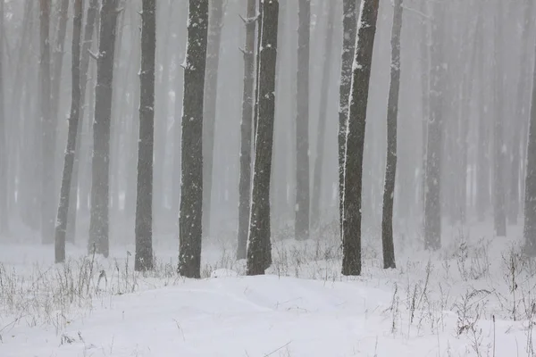 Kar kış ağaçlar üzerinde beyaz kış karla kaplı ormanda blizzard ve frost