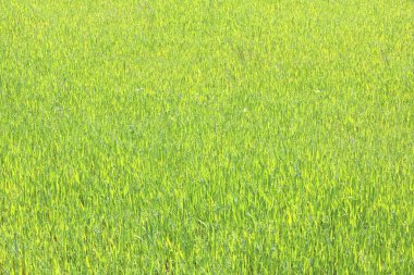 Doğal yeşil arka plan ile sulu bahar yeşil çimen