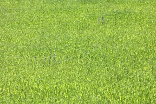 Doğal yeşil arka plan ile sulu bahar yeşil çimen