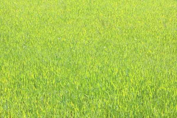 Doğal yeşil arka plan ile sulu bahar yeşil çimen