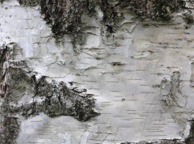 Huş kabuğu doğal huş dokulu doğal arka plan