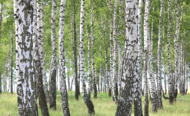 Beyaz huş ağacıyla güzel huş ağaçları huş ağacının huş ağacında, yazın yeşil huş yapraklarıyla birlikte.