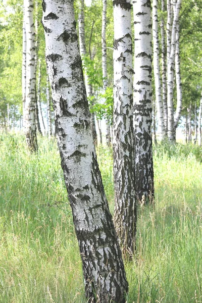 Prachtige Berkenbomen Met Witte Berkenschors Berkenbos Met Groene Berkenbladeren Zomer — Stockfoto