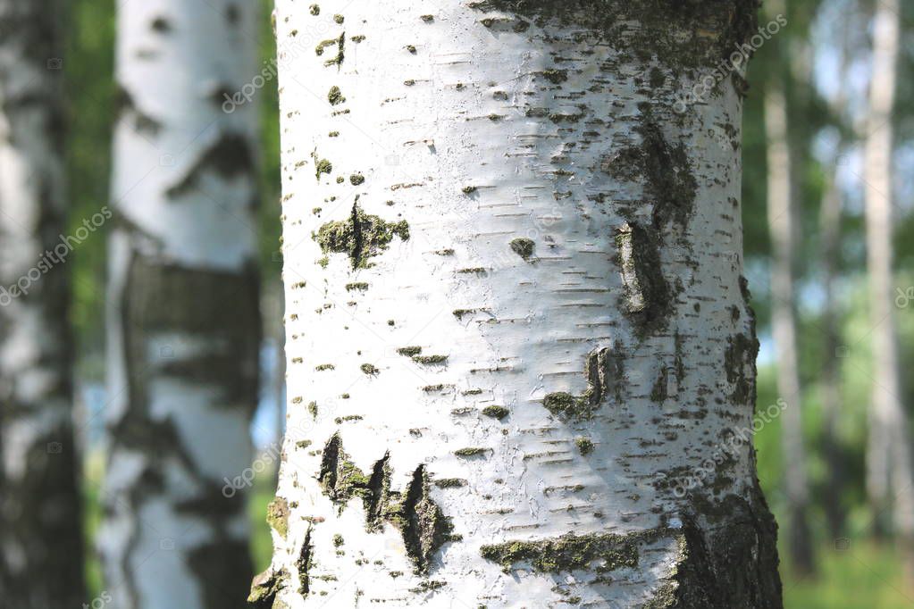 Beautiful birch trees with white birch bark in birch grove with green birch leaves in summer