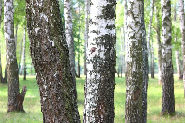 Beyaz huş ağacıyla güzel huş ağaçları huş ağacının huş ağacında, yazın yeşil huş yapraklarıyla birlikte.