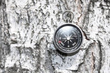 Huş kabuğu doku doğal ahşap zemin üzerine klasik pusula