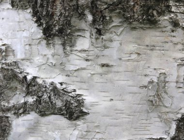 Huş kabuğu doğal huş dokulu doğal arka plan