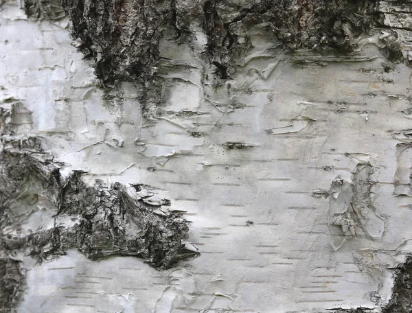 Huş kabuğu doğal huş dokulu doğal arka plan