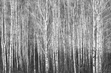 Huş Grove diğer ağaç arasında huş ağacı kabuğu ile siyah beyaz ağaç fotoğrafı siyah-beyaz
