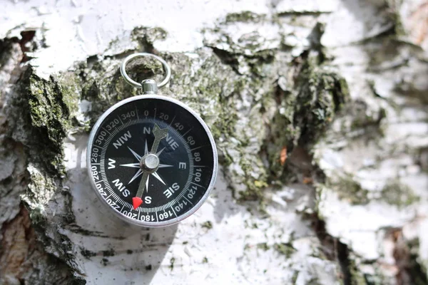 Huş kabuğu doku doğal ahşap zemin üzerine klasik pusula