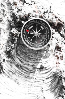 Huş kabuğu doku doğal ahşap zemin üzerine klasik pusula