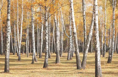 Huş ağacının diğer huş ağaçları arasında Ekim ayında sarı huş ağacında huş ağaçları ile güzel bir manzara