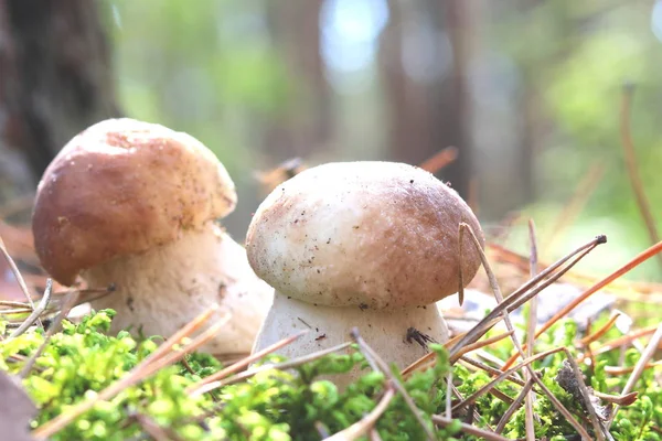 Cogumelo Comestível Ambiente Natural Floresta Outono — Fotografia de Stock