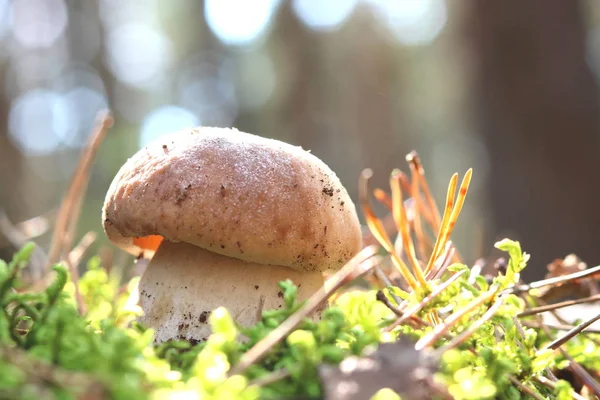 Fungo Commestibile Ambiente Naturale Nella Foresta Autunno — Foto Stock