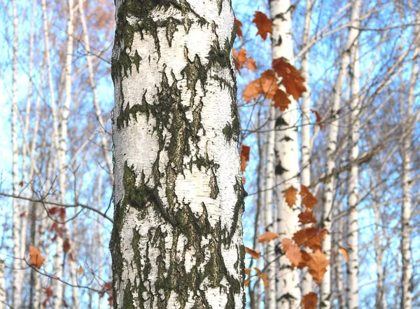 Vários Vidoeiros Com Casca Vidoeiro Branco Bosque Vidoeiro Entre Outros — Fotografia de Stock