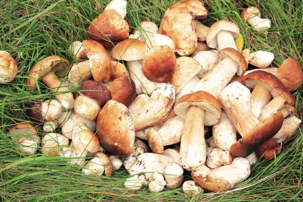 Edible Mushrooms Natural Environment Forest Autumn — Stock Photo, Image