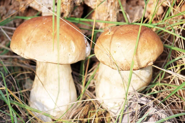 Edible Mushrooms Natural Environment Forest Autumn — Stock Photo, Image