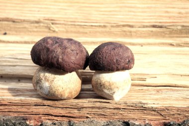 Sonbahar ormanda doğal ortamda yenilebilir mantar