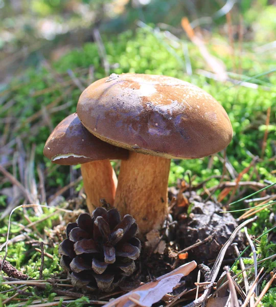 Ätliga Svampar Naturen Skogen Höst — Stockfoto