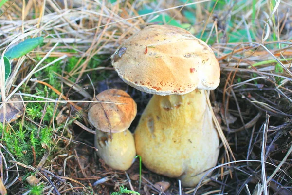 Funghi Commestibili Ambiente Naturale Nella Foresta Autunno — Foto Stock