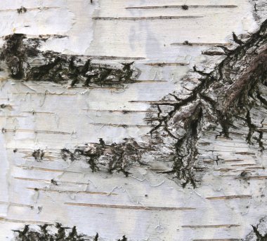 Huş kabuğu doğal huş dokulu doğal arka plan