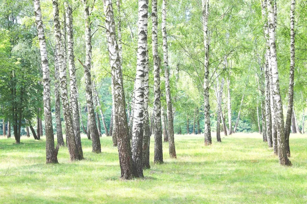 Beautiful birch trees with white birch bark in birch grove with green birch leaves in summer