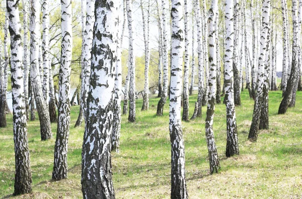 Indah Pohon Birch Dengan Kulit Burung Putih Hutan Birch Dengan — Stok Foto