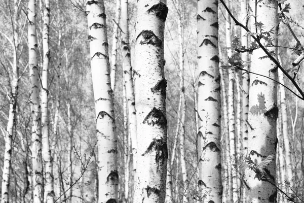 Черно Белое Фото Черно Белых Берез Березовой Роще Березовой Корой — стоковое фото