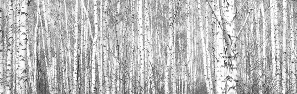 Zwart Wit Foto Van Zwarte Witte Berken Berken Grove Met — Stockfoto