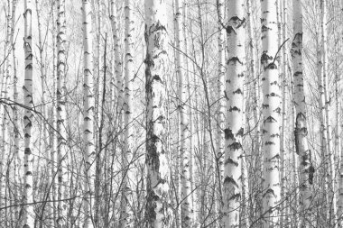 Huş Grove diğer ağaç arasında huş ağacı kabuğu ile siyah beyaz ağaç fotoğrafı siyah-beyaz
