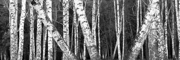 Zwart Wit Foto Van Zwarte Witte Berken Berken Grove Met — Stockfoto