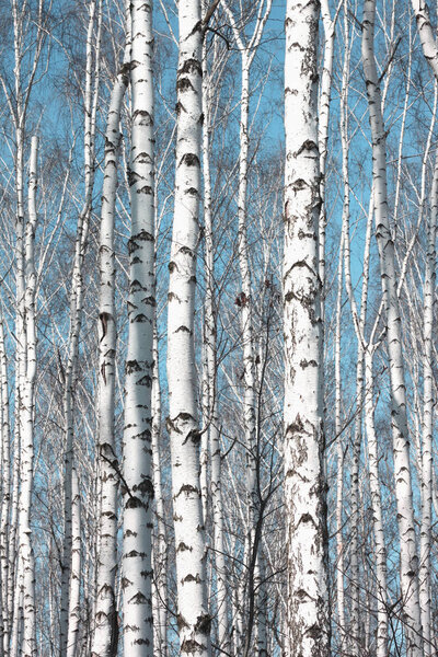 Several birches with white birch bark in birch grove among other birches