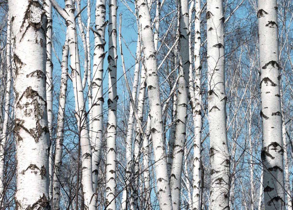 Several birches with white birch bark in birch grove among other birches