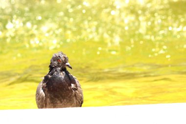 Kuş yaz şehir çeşme suya yakın sıcak havalarda ıslak