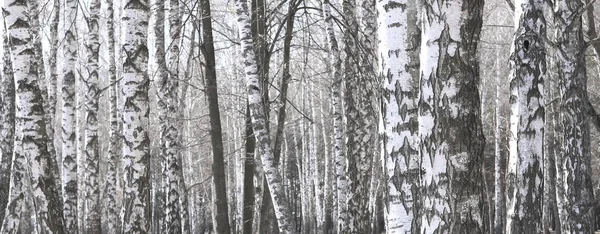 バーチ グローブ他白樺の中に白樺の樹皮を持ついくつかの白樺 — ストック写真