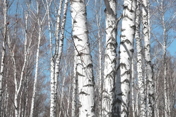 Several Birches White Birch Bark Birch Grove Other Birches — Stock Photo, Image