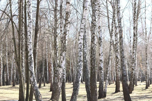 Vários Vidoeiros Com Casca Vidoeiro Branco Bosque Vidoeiro Entre Outros — Fotografia de Stock