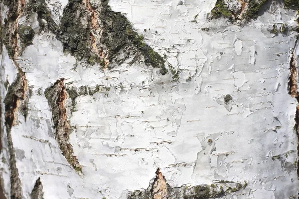 Natural background of birch bark with natural birch texture