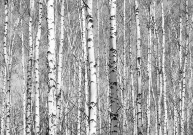 Huş Grove arasında diğer ağaç beyaz huş ağacı kabuğu ile birkaç ağaç