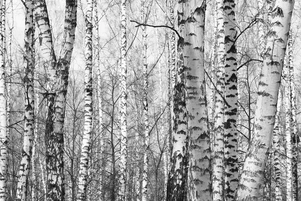 Vários Vidoeiros Com Casca Vidoeiro Branco Bosque Vidoeiro Entre Outros — Fotografia de Stock