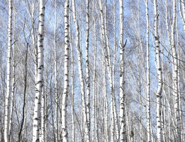 Huş Grove arasında diğer ağaç beyaz huş ağacı kabuğu ile birkaç ağaç